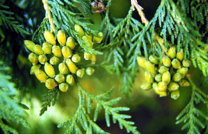What arborvitae looks like — tree identification, Philadelphia area