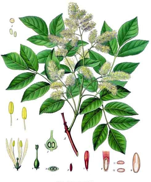 What ash looks like — tree identification, Philadelphia area