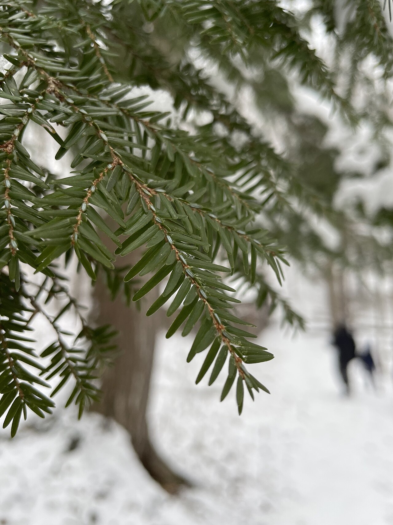 What eastern hemlock looks like — tree identification, Philadelphia area