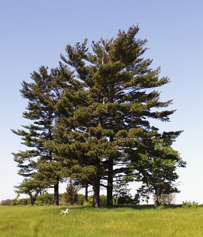 What eastern white pine looks like — tree identification, Philadelphia area