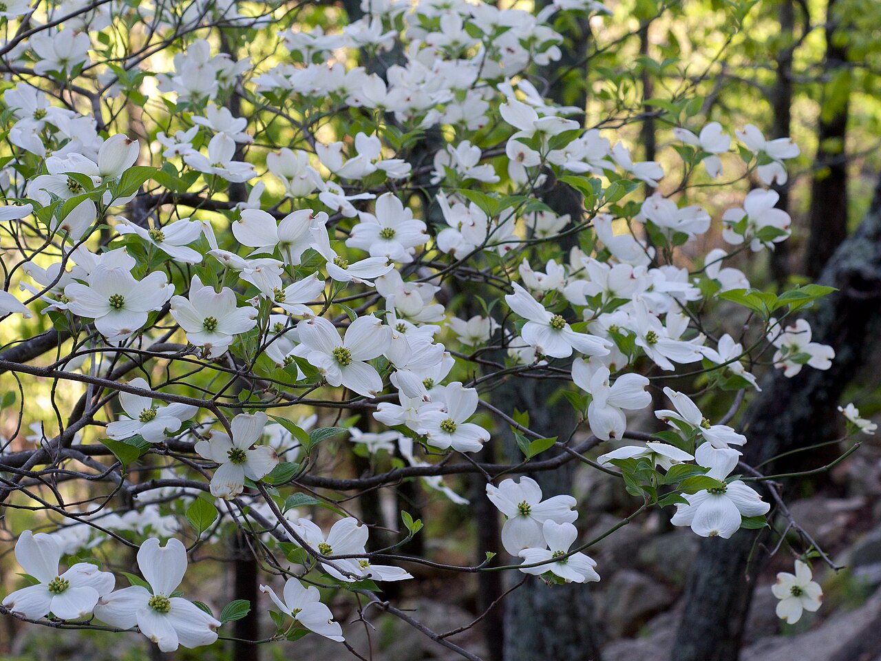 What flowering dogwood looks like — tree identification, Philadelphia area