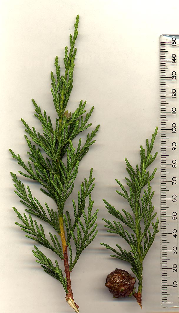 What leyland cypress looks like — tree identification, Philadelphia area