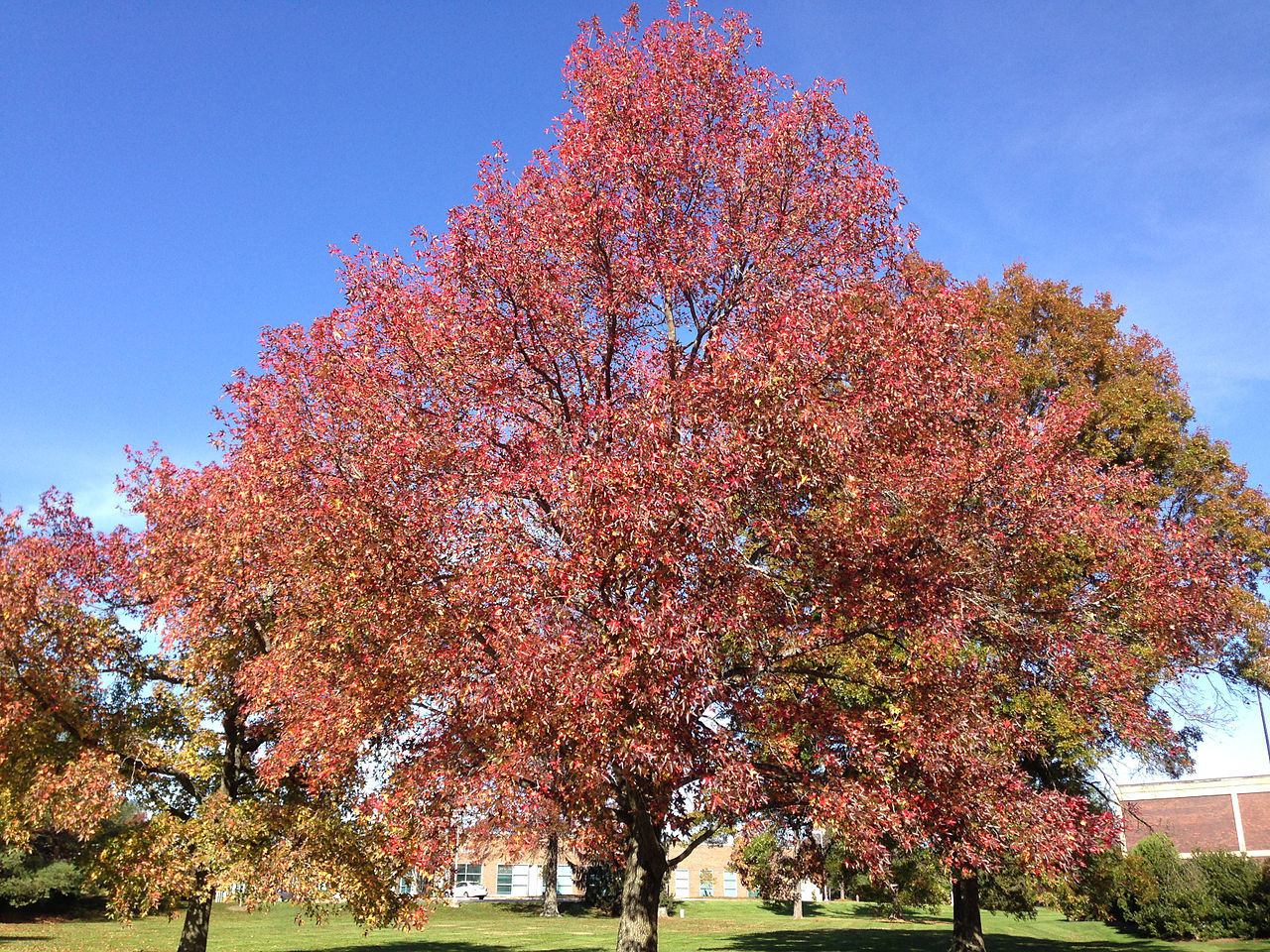 What sweetgum looks like — tree identification, Philadelphia area