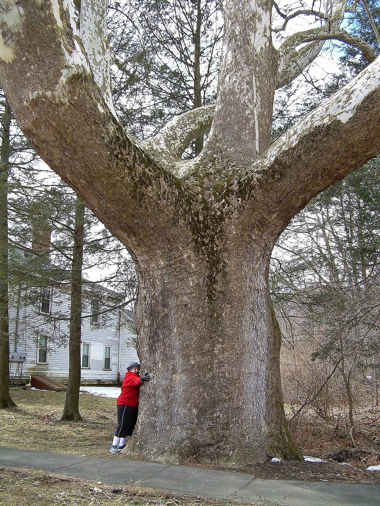 What sycamore & london plane looks like — tree identification, Philadelphia area