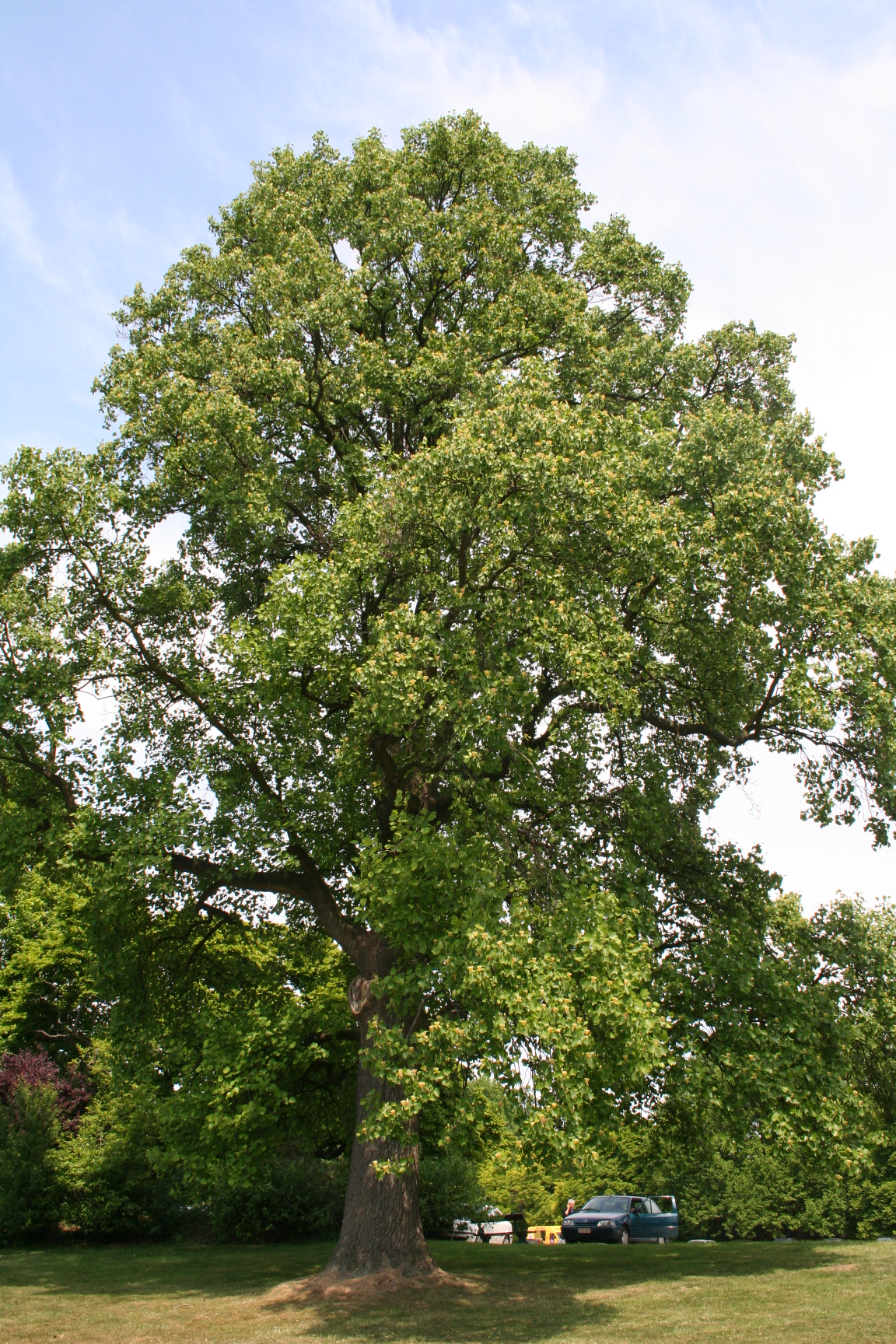 What tulip poplar looks like — tree identification, Philadelphia area
